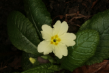 Primula vulgaris RCP1-08 067.jpg